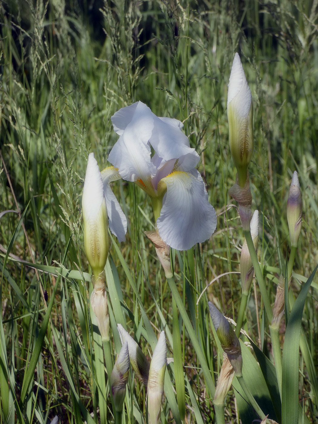 Image of Iris florentina specimen.