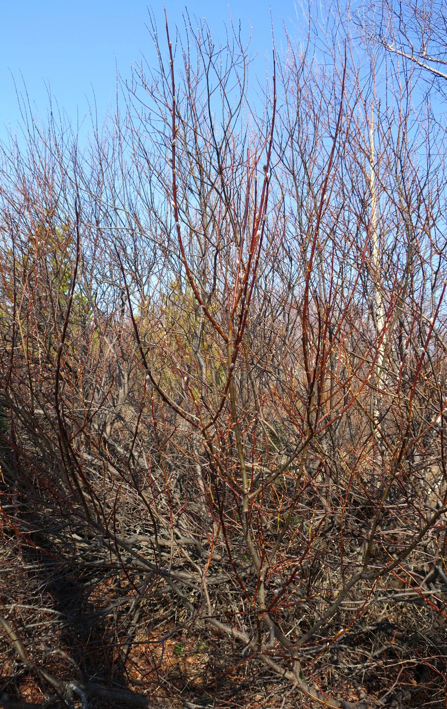 Image of genus Salix specimen.