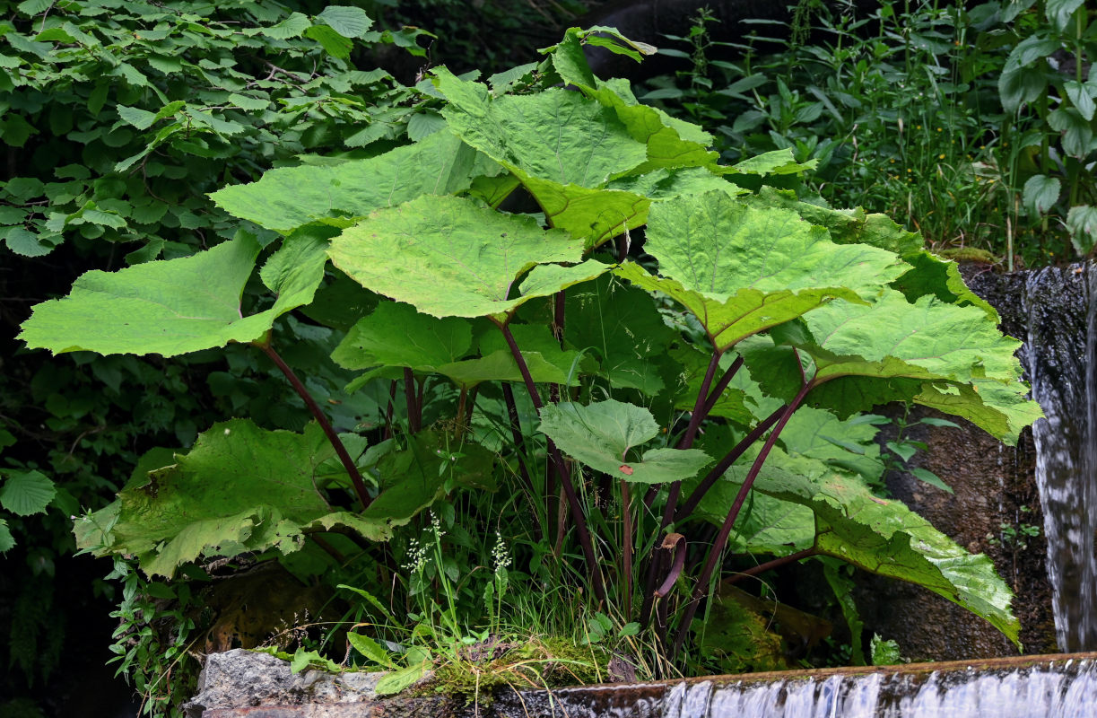 Image of Petasites hybridus specimen.