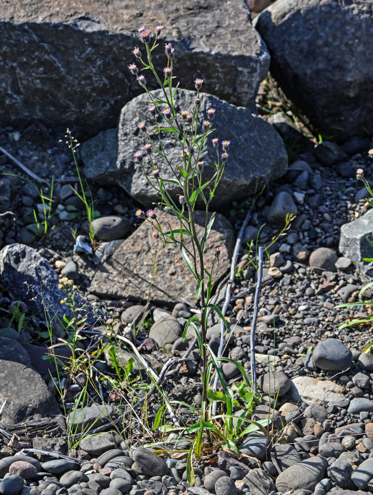 Изображение особи Erigeron acris.