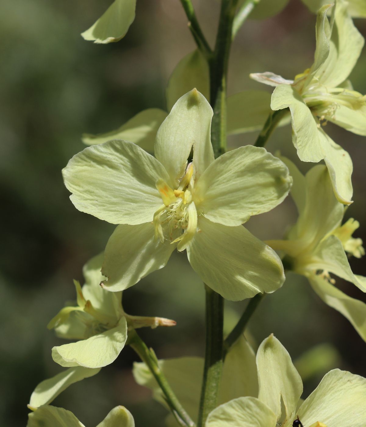 Изображение особи Delphinium semibarbatum.