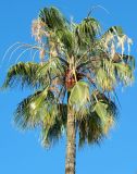 Washingtonia robusta. Верхушка цветущего растения. Республика Абхазия, г. Сухум, в культуре. Июль 2023 г.