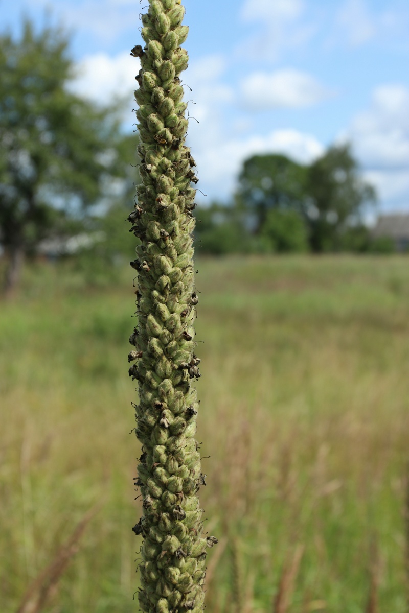 Image of Verbascum thapsus specimen.