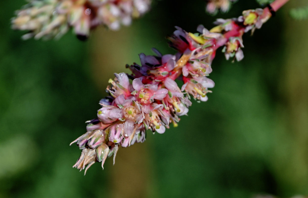 Изображение особи Myricaria bracteata.