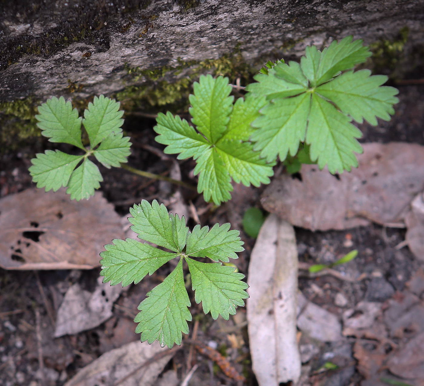 Изображение особи род Potentilla.