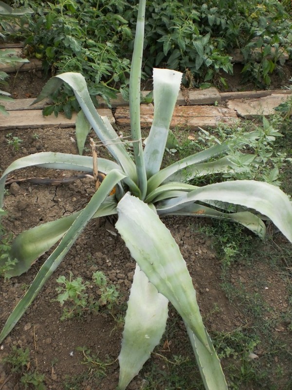 Image of Agave americana specimen.