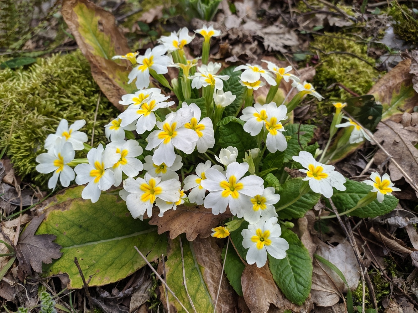 Image of Primula vulgaris specimen.