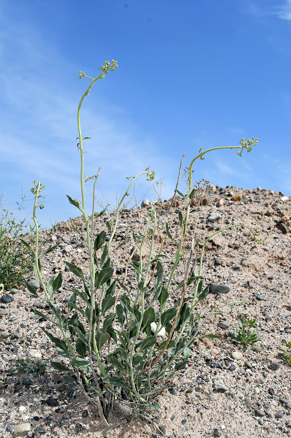 Image of Haplophyllum robustum specimen.