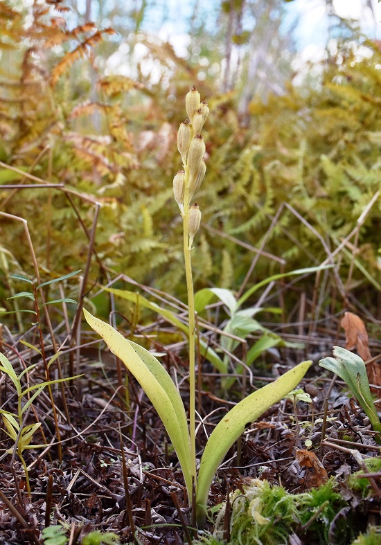 Image of Liparis loeselii specimen.