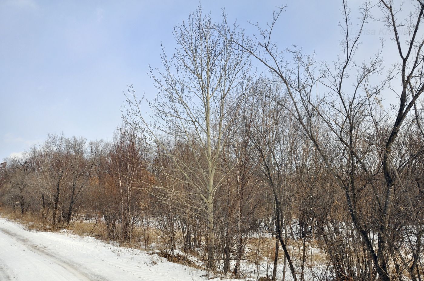 Image of Populus suaveolens specimen.