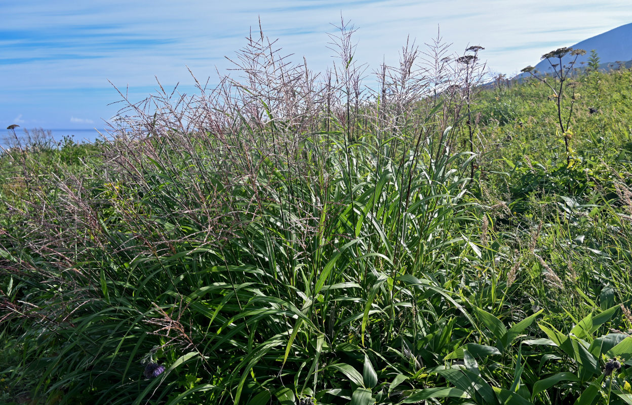 Image of Miscanthus sinensis specimen.