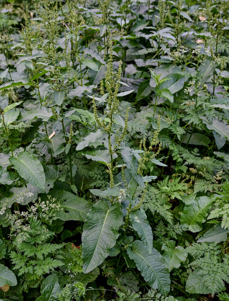 Изображение особи Rumex sylvestris.