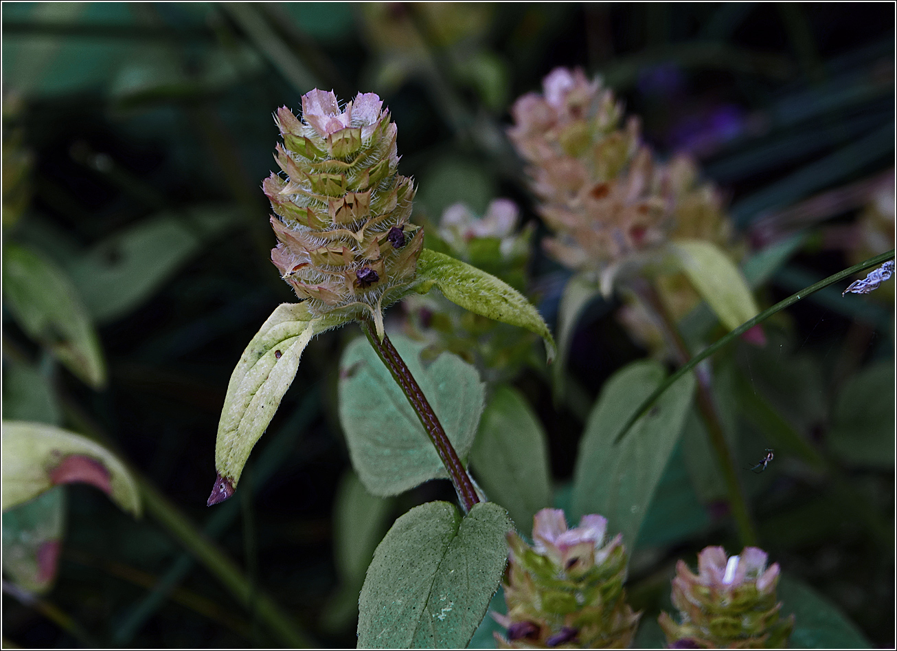 Image of Prunella vulgaris specimen.