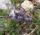 genus Phelipanche. Цветущее растение в окружении побегов Thymus. Крым, городской округ Ялта, Ай-Петринская яйла, каменистый склон. 26.05.2024.