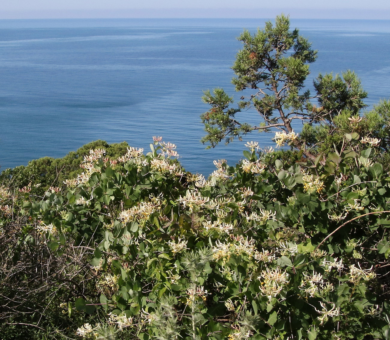 Image of Lonicera etrusca specimen.