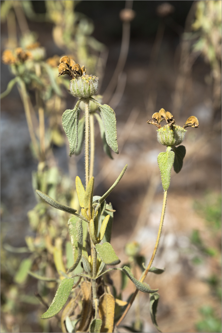 Изображение особи Phlomis fruticosa.