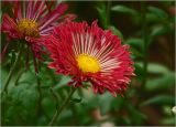 Chrysanthemum indicum