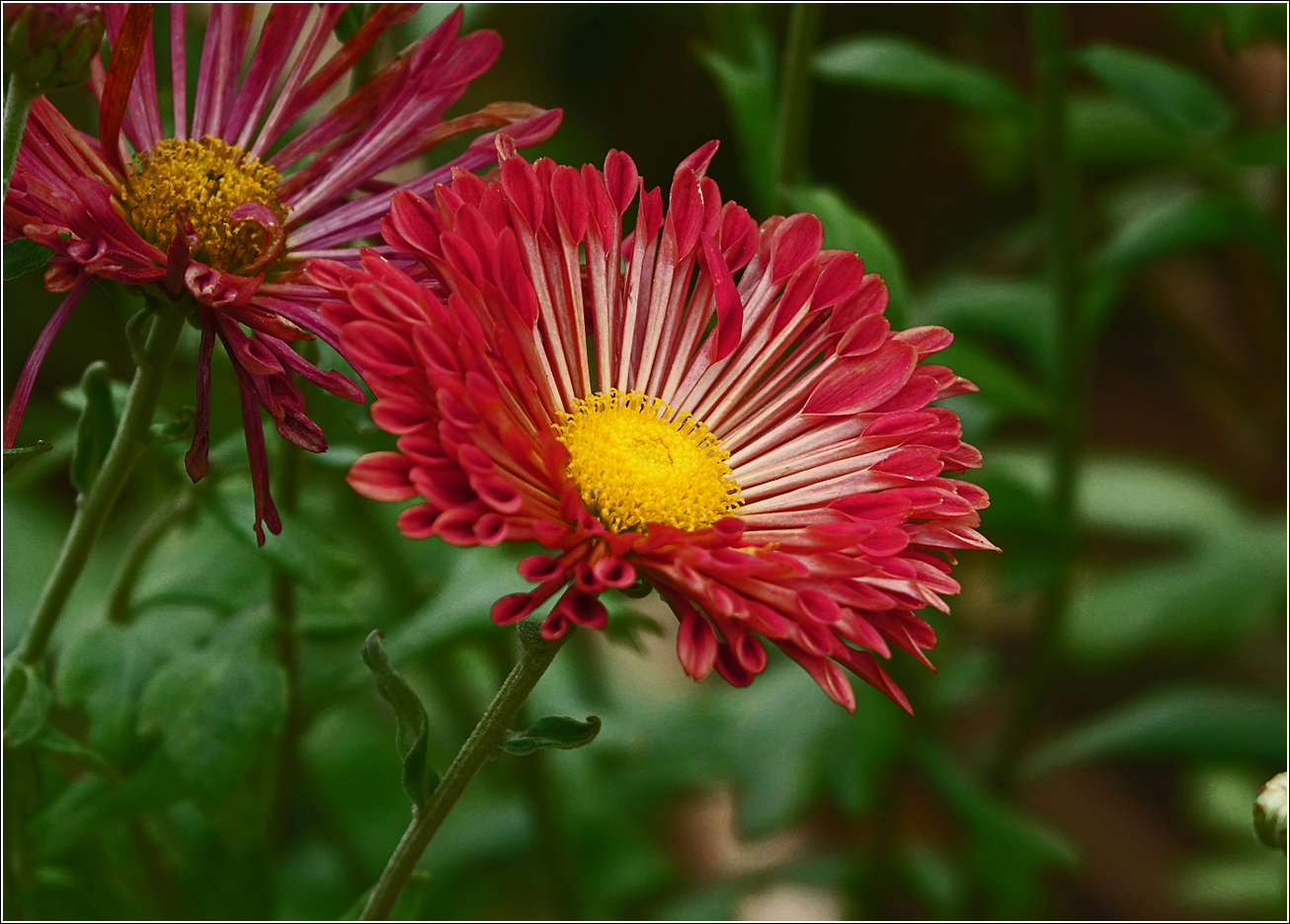 Image of Chrysanthemum indicum specimen.