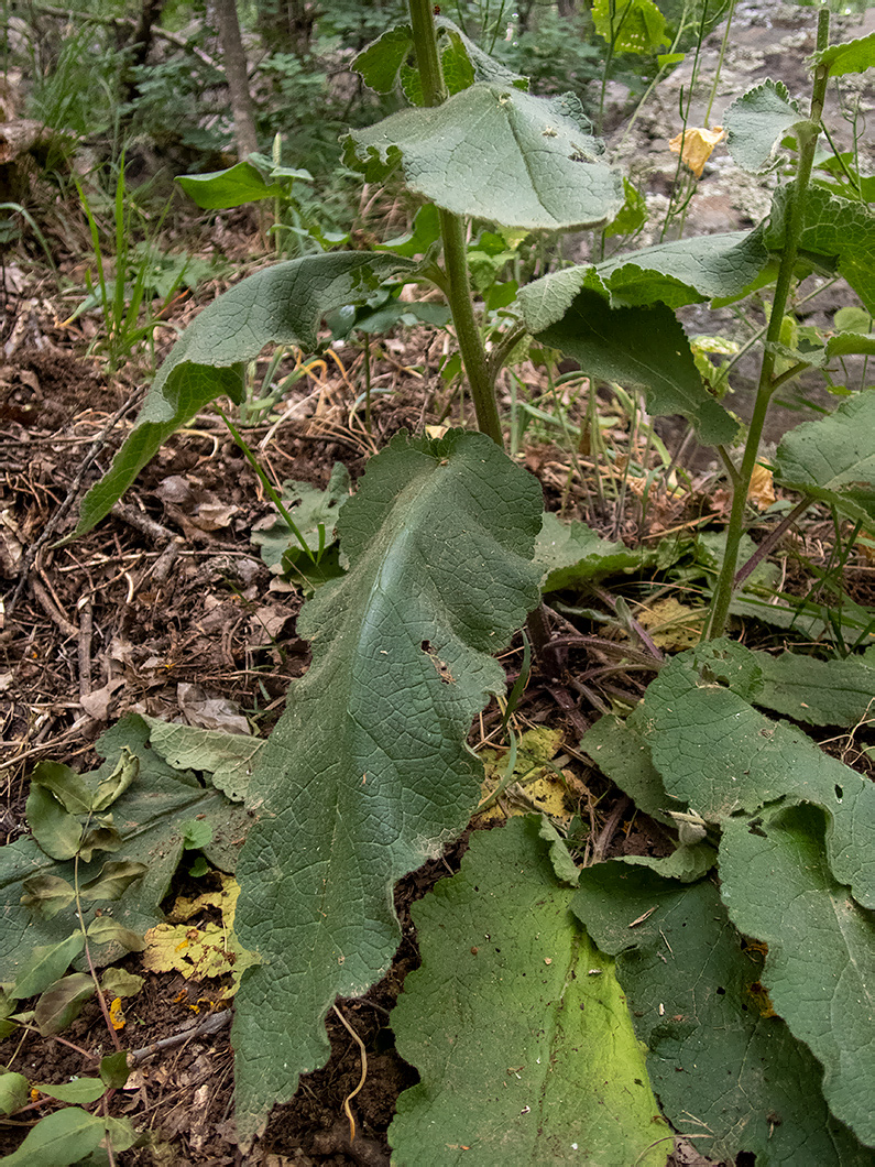 Image of Verbascum spectabile specimen.