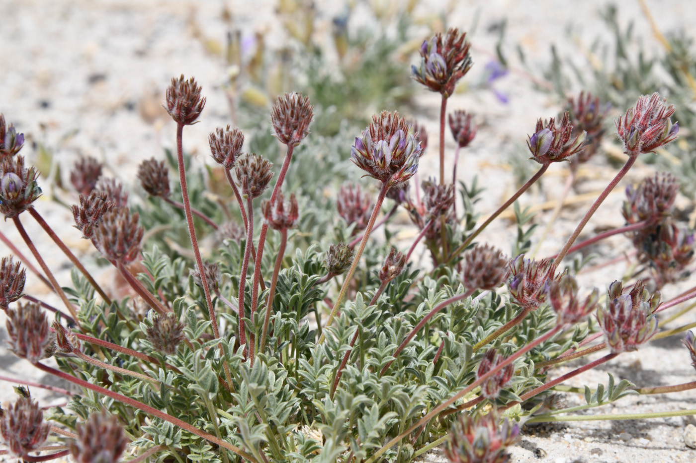 Image of genus Oxytropis specimen.