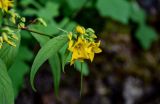 Lysimachia brittenii