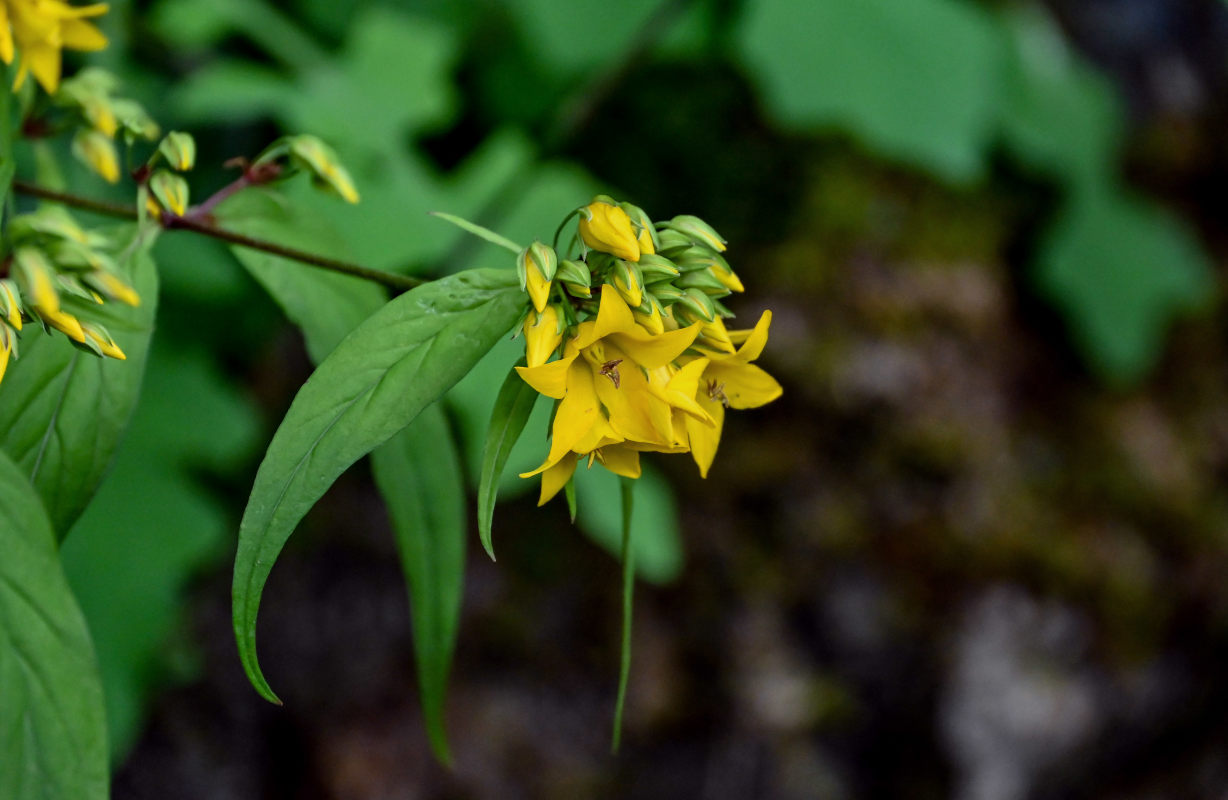 Изображение особи Lysimachia brittenii.