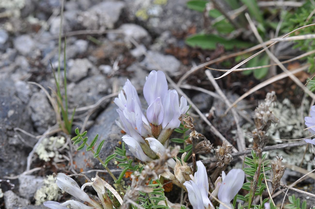 Image of Astragalus levieri specimen.