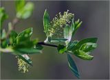 genus Salix. Верхушка побега с соцветием и молодыми листьями. Московская обл., Раменский р-н, окр. дер. Хрипань, садовые участки, берег речки. 29.04.2024.