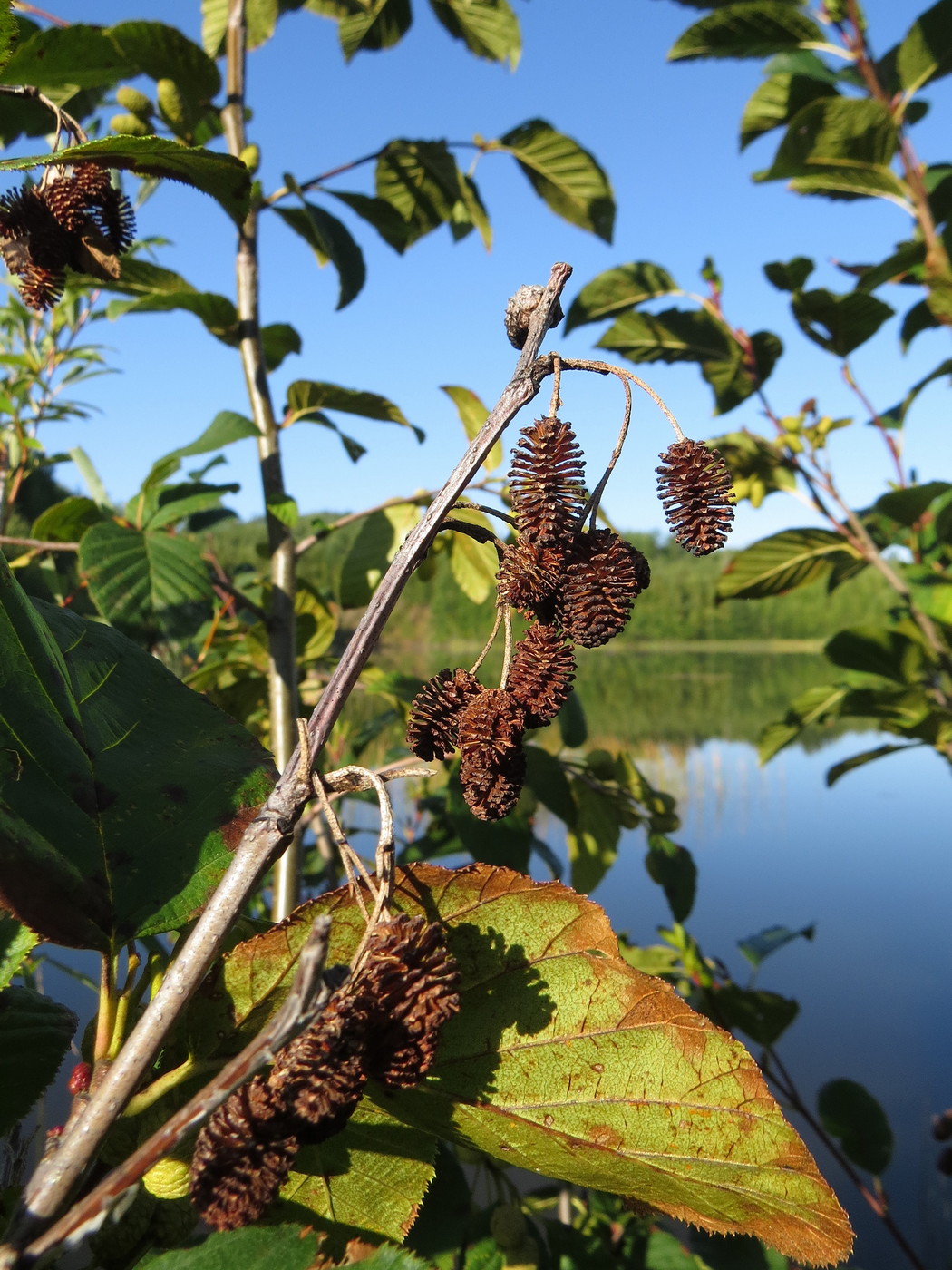 Изображение особи Duschekia fruticosa.