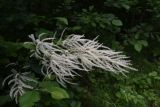 Aruncus sylvestris