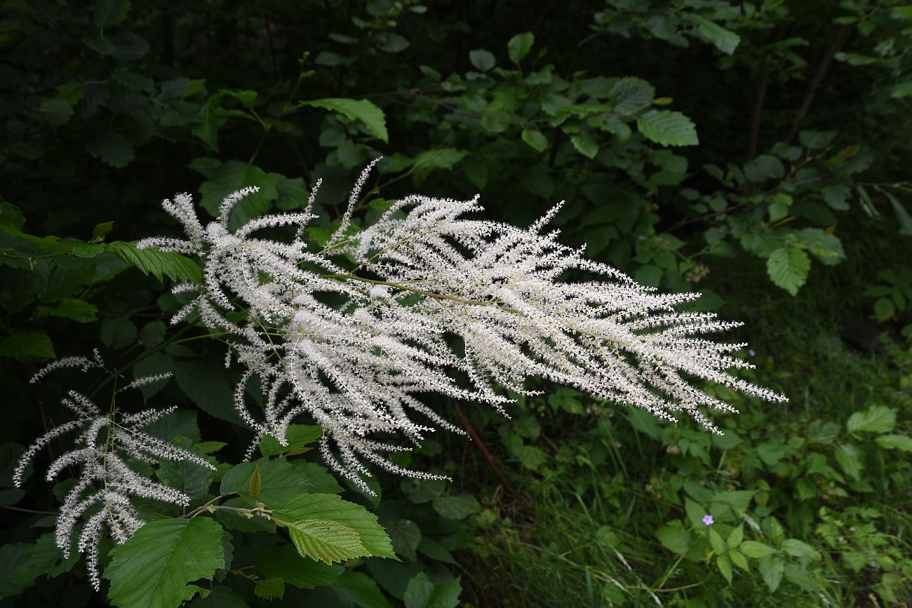 Image of Aruncus sylvestris specimen.