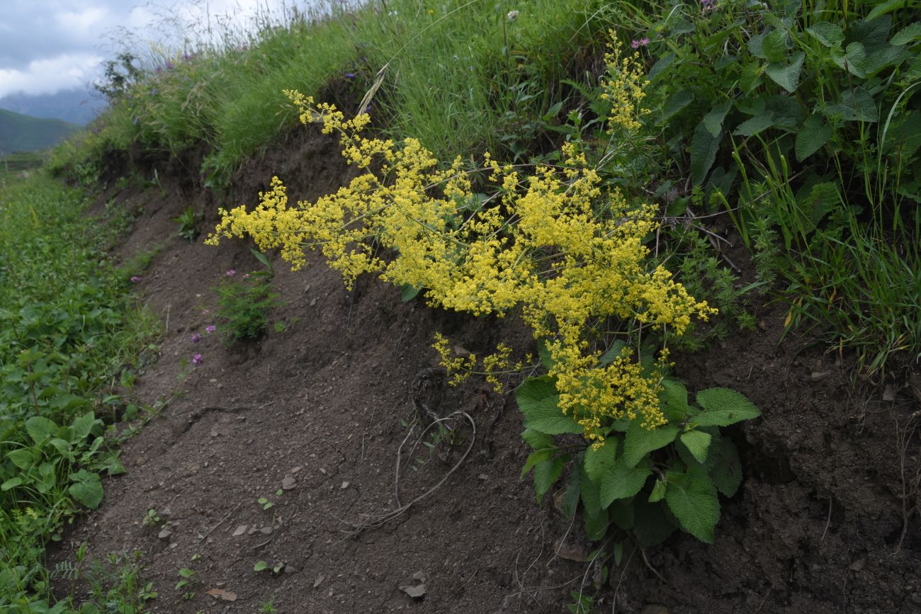 Изображение особи Galium verum.