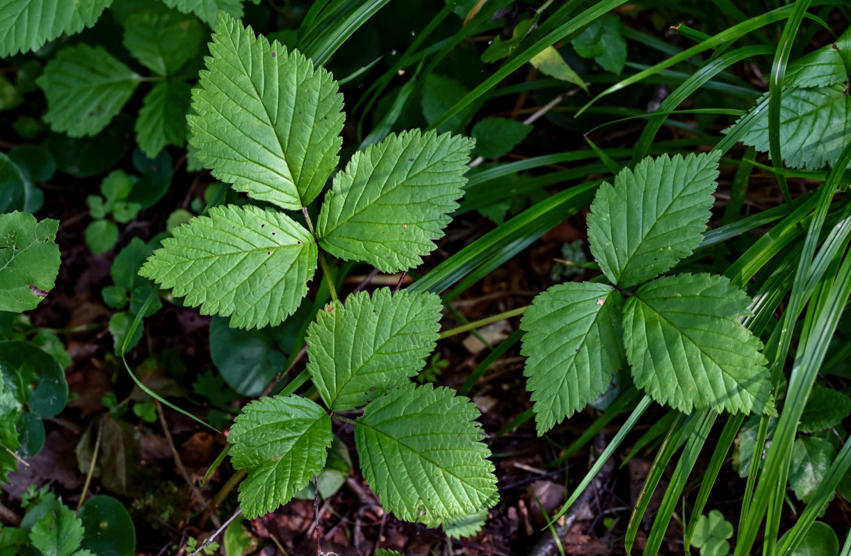 Image of Rubus saxatilis specimen.