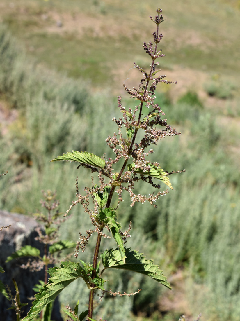 Image of Urtica dioica specimen.