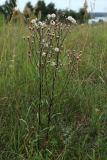 Erigeron uralensis. Плодоносящие растения. Беларусь, Витебская обл., окр. пос. Езерище, выкашиваемый суходольный луг. 18.07.2024.