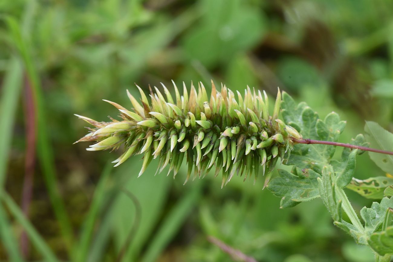 Изображение особи Anthoxanthum alpinum.