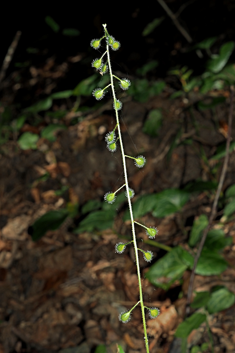 Image of Circaea lutetiana specimen.