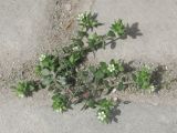 Arenaria leptoclados ssp. viscidula