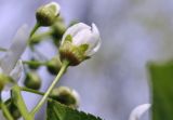 Смотреть изображение Padus avium подвид pubescens