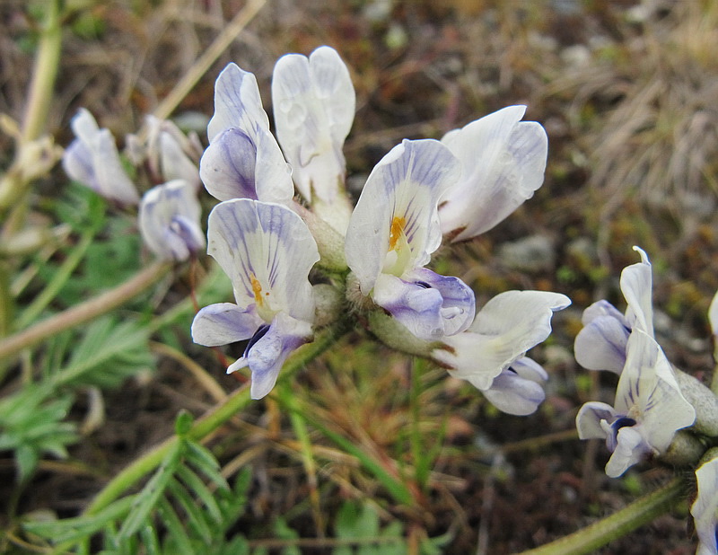 Image of Oxytropis sordida specimen.