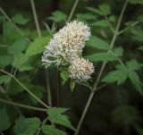 Смотреть изображение Actaea erythrocarpa
