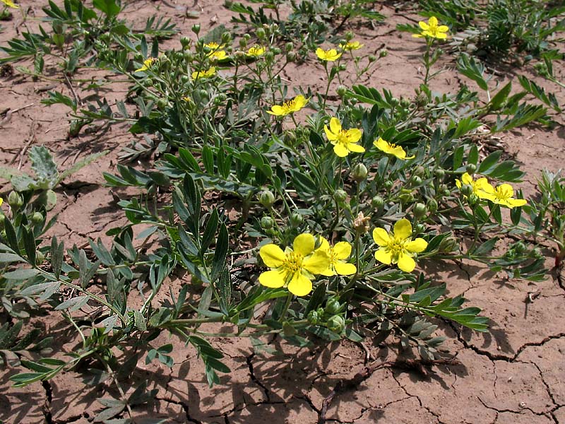 Изображение особи Potentilla bifurca.