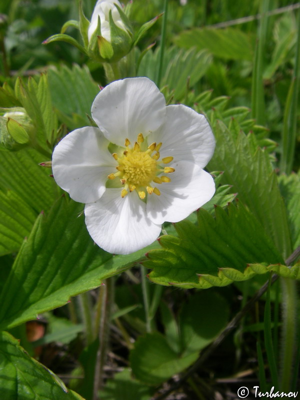 Изображение особи Fragaria campestris.