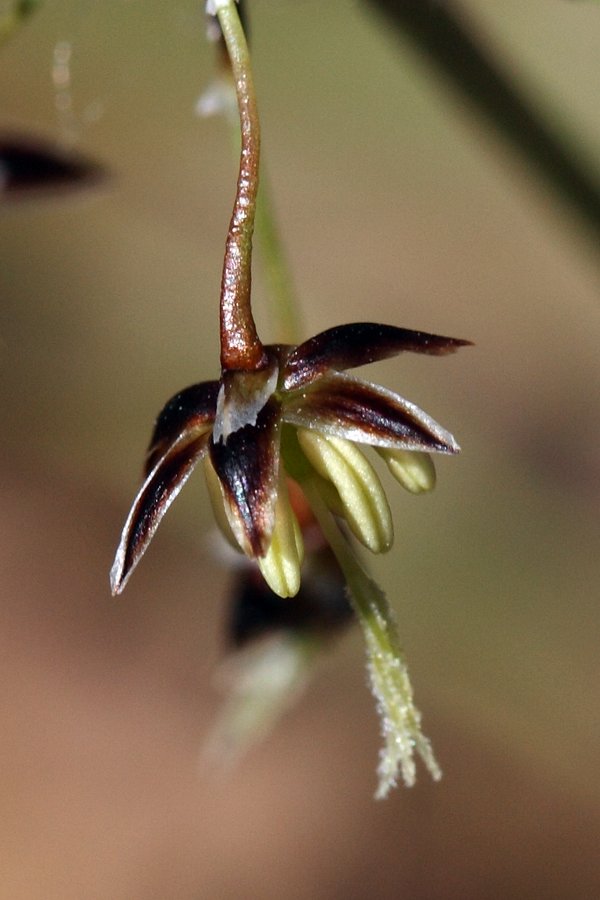 Image of Luzula pilosa specimen.