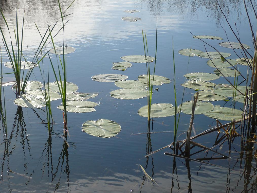 Image of Nuphar lutea specimen.