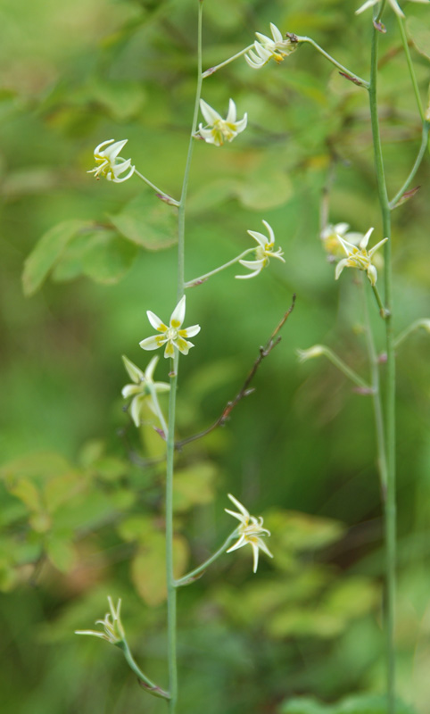 Изображение особи Zigadenus sibiricus.