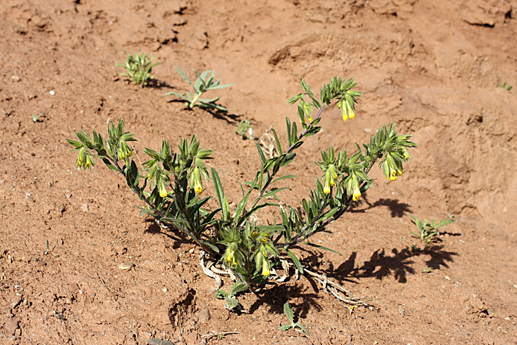 Изображение особи Onosma irritans.