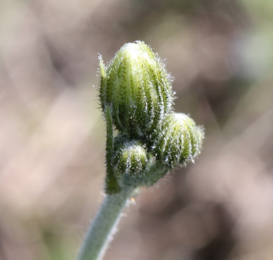 Image of Hieracium macrochlorellum specimen.