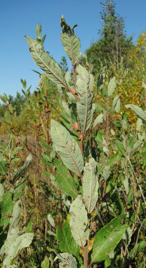 Image of Salix &times; laurina specimen.