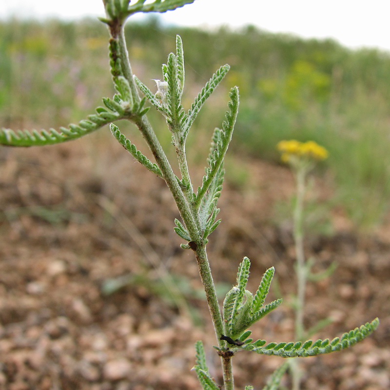 Изображение особи Achillea leptophylla.